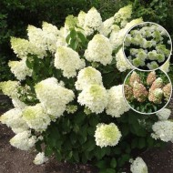 Гортензия метельчатая Hydrangea paniculata Silver Dollar